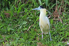 Capped Heron